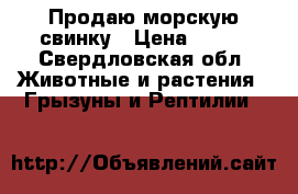 Продаю морскую свинку › Цена ­ 500 - Свердловская обл. Животные и растения » Грызуны и Рептилии   